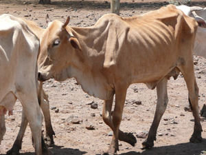 2417348-emaciated-cow-0